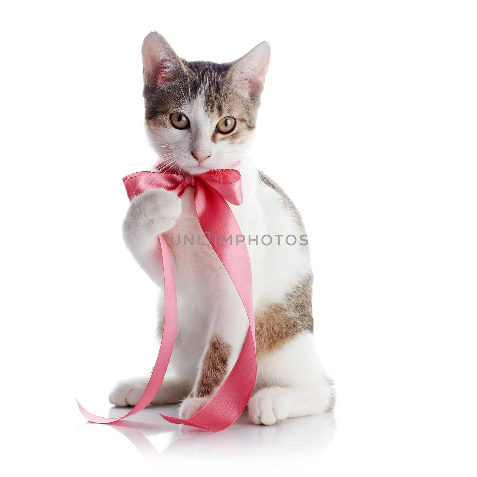 The kitten with a pink tape by Azaliya