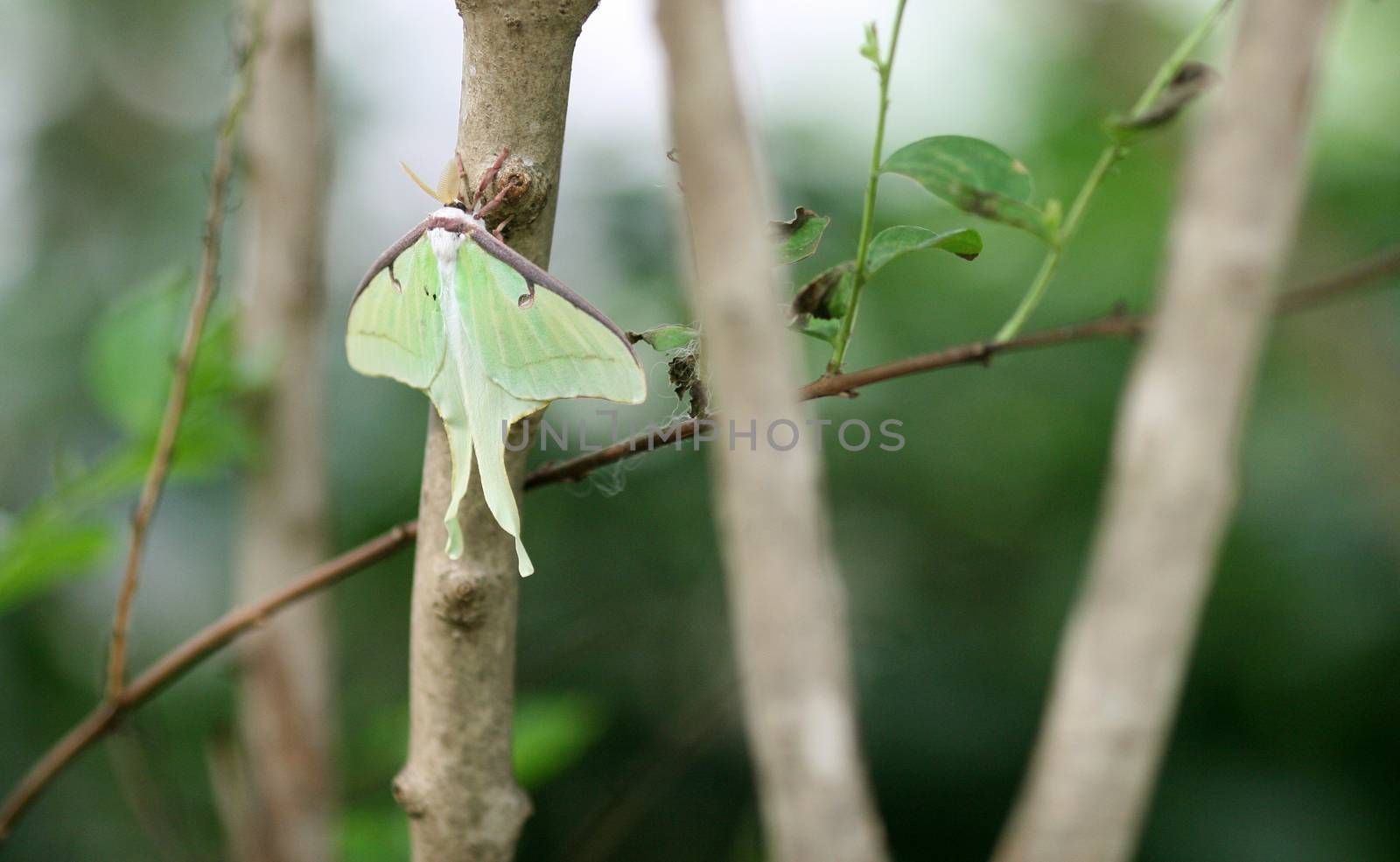 Butterfly Luna Moth by Carratera