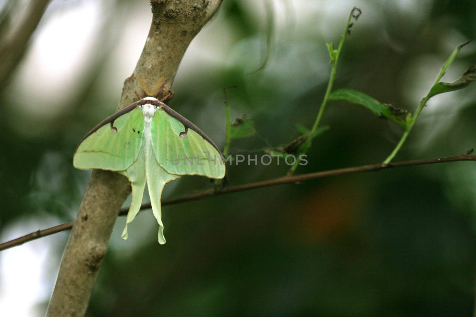 Butterfly Luna Moth in the garden