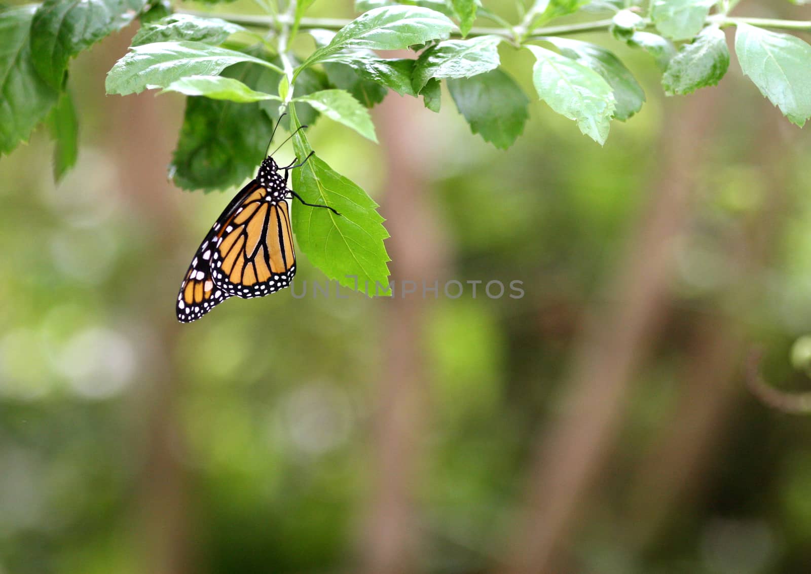 Butterfly Monarch in the garden