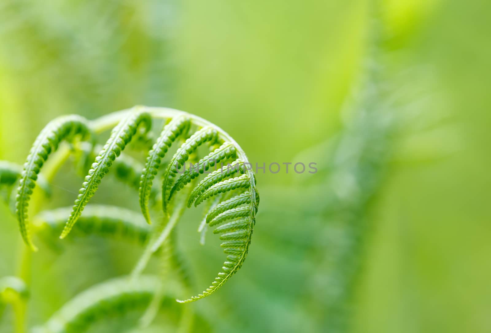 young Fern leaf with very shallow focus, natural background