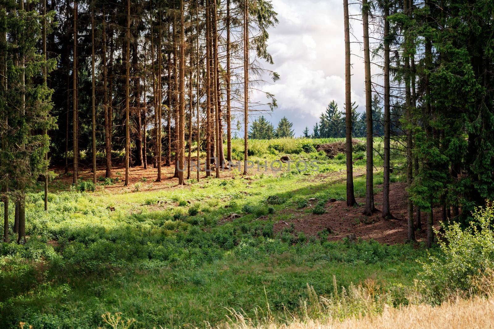 rural scene with spruce tree forrest and sun light