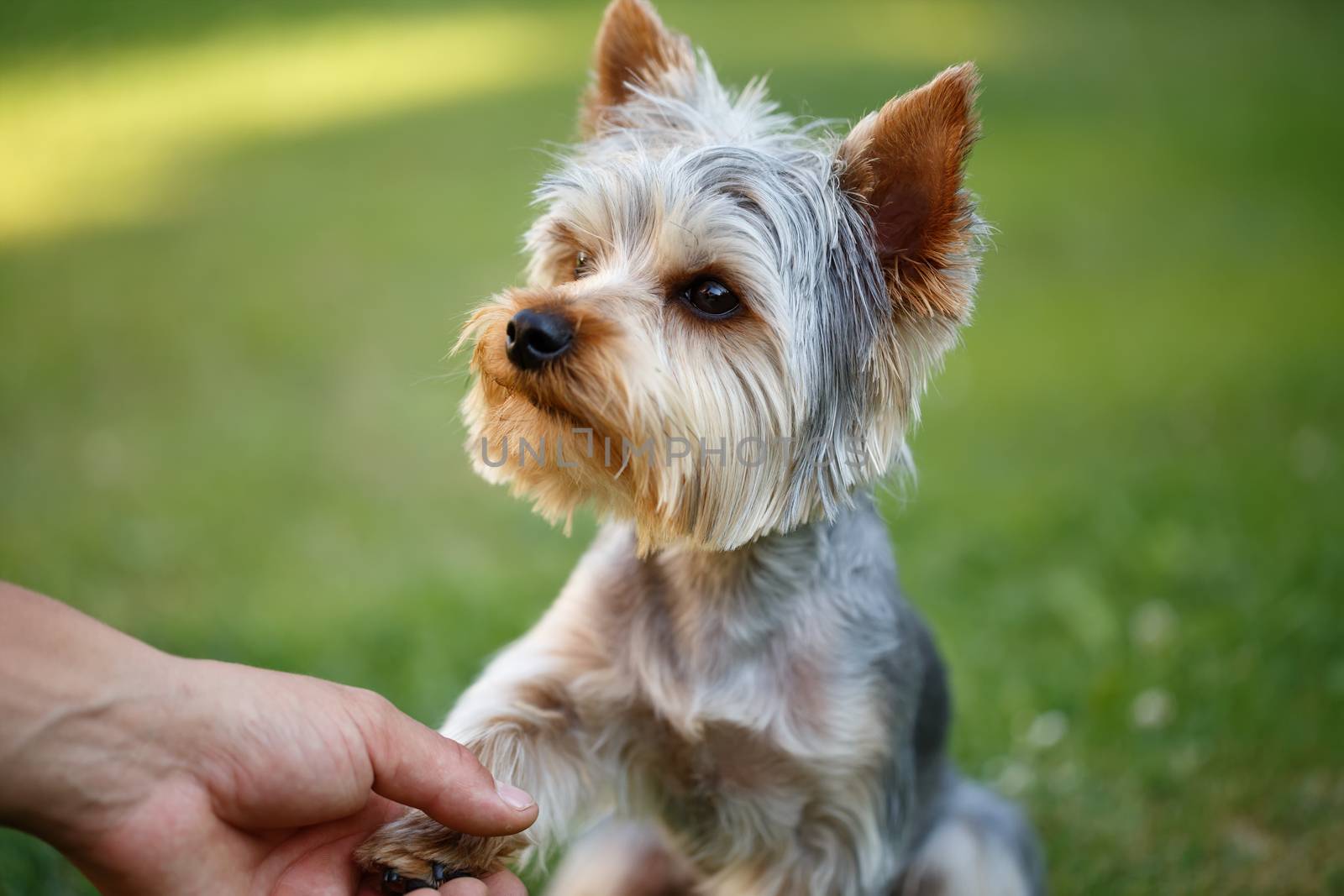 Cute small yorkshire terrier is sitting on a green lawn outdoor shaking hands with a man