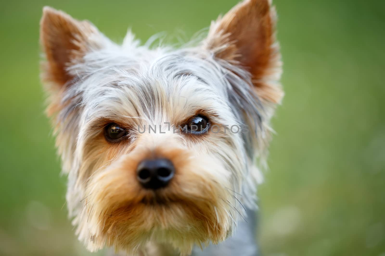 Cute small yorkshire terrier is lying on a green lawn outdoor, no people