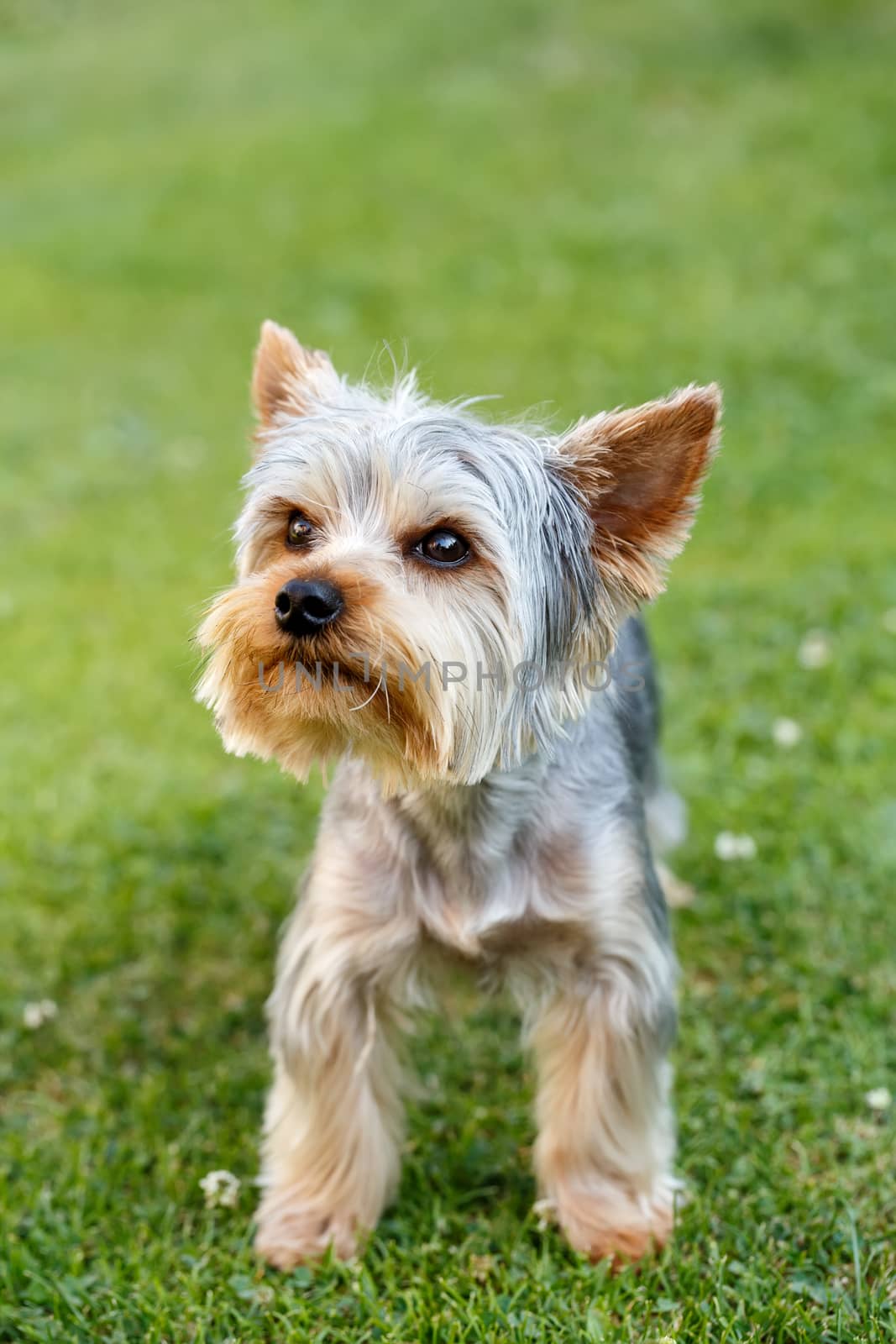 Cute small yorkshire terrier on a green lawn outdoor, no people