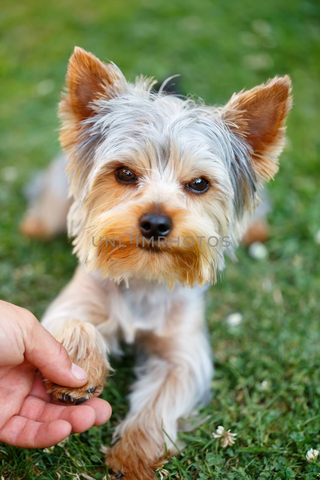Cute small yorkshire terrier is lying on a green lawn outdoor shaking hands with a man