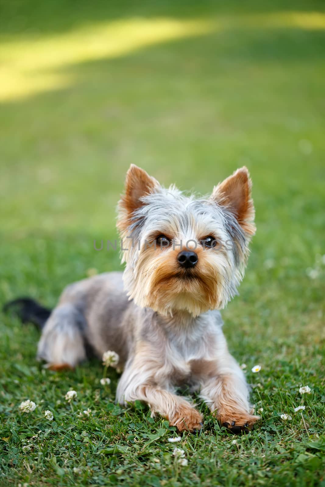 Cute small yorkshire terrier is lying on a green lawn outdoor, no people