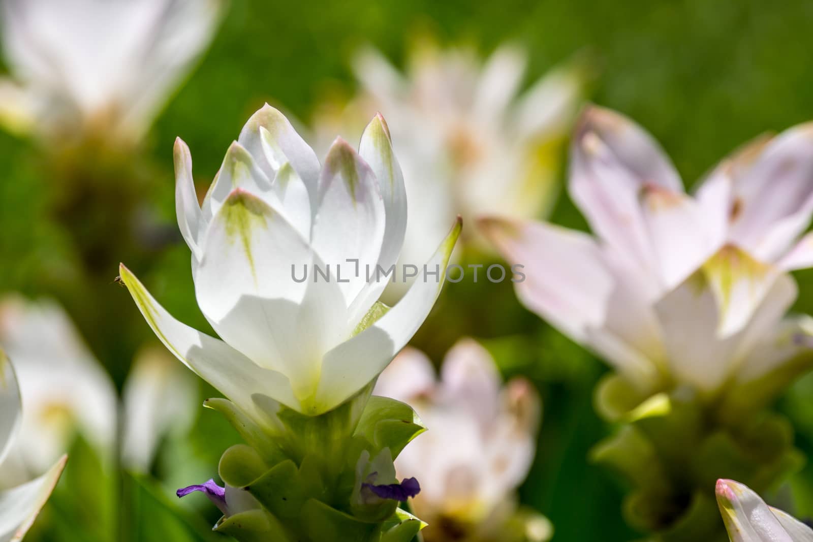 siam tulip or Patumma in tropical garden,Chiangrai,Thailand