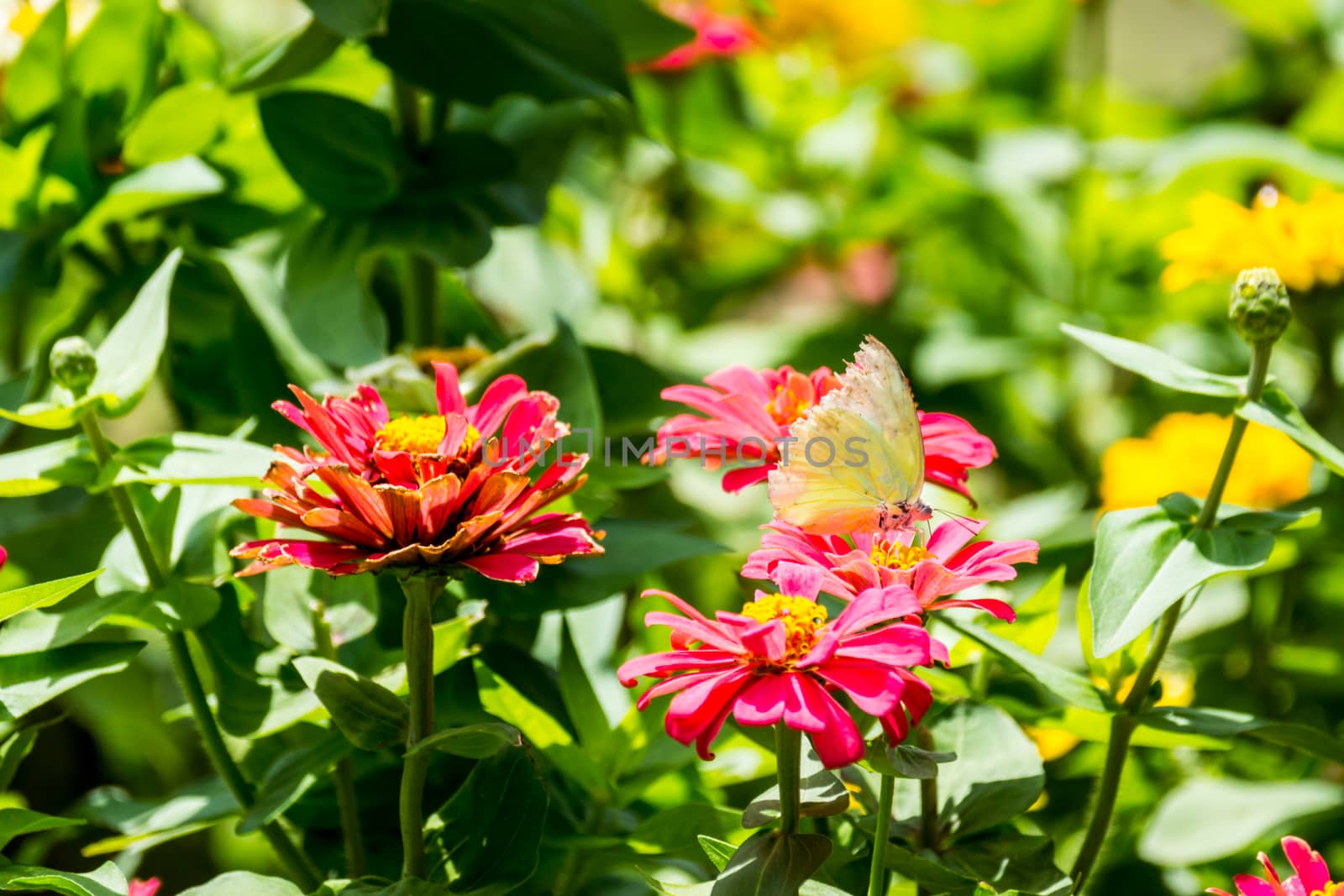 butterfly and colorful flowers at tropical garden,Chiangrai,Thailand