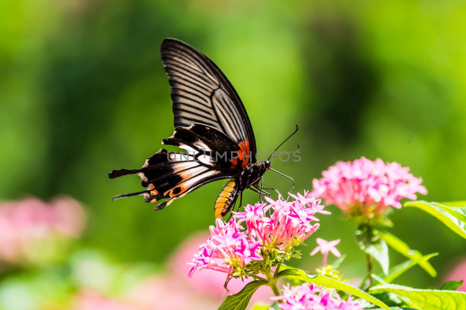 butterfly and colorful flowers at tropical garden,Chiangrai,Thailand