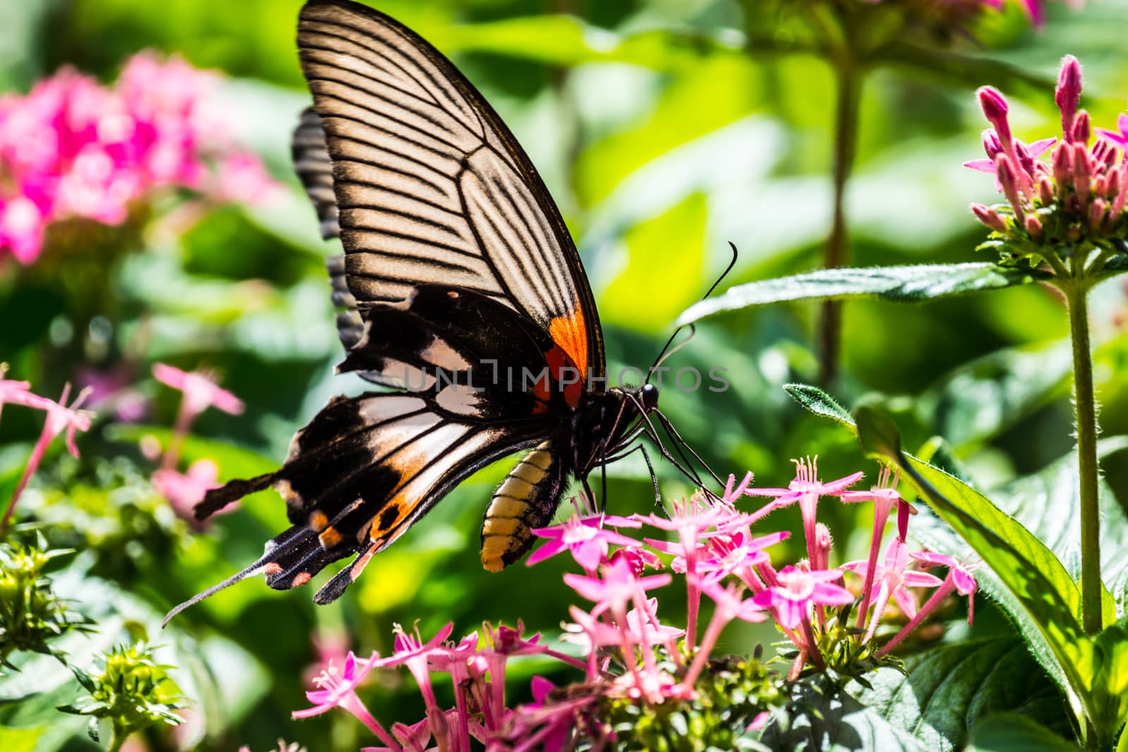 butterfly and colorful flowers at tropical garden,Chiangrai,Thailand