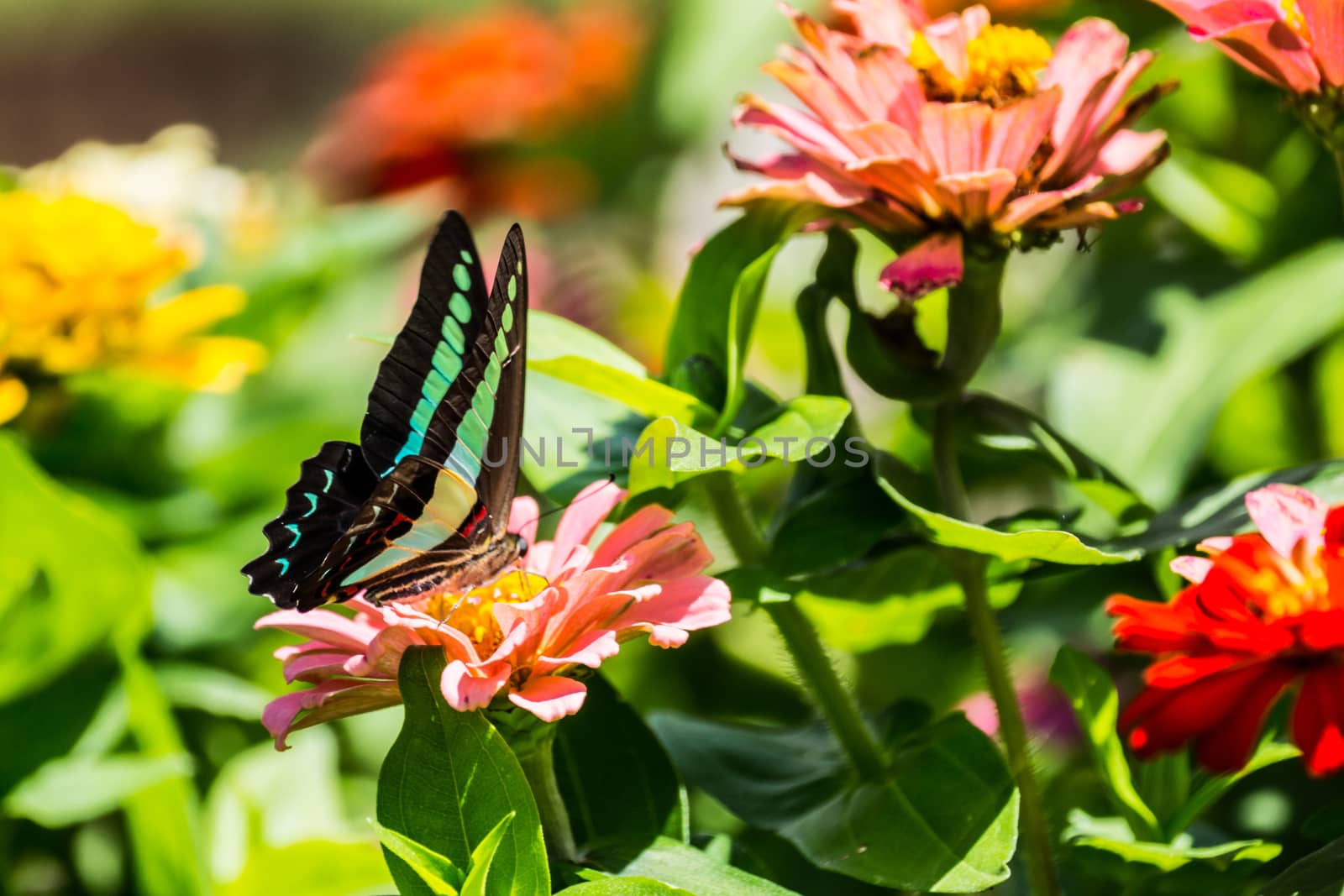 butterfly and colorful flowers at tropical garden,Chiangrai,Thailand