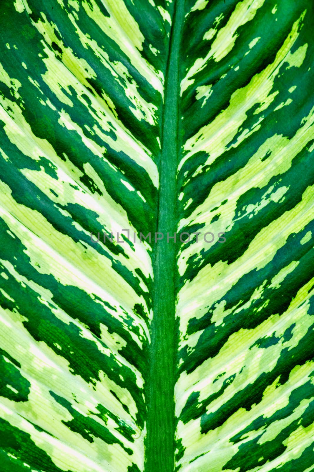 leaf texture by nattapatt