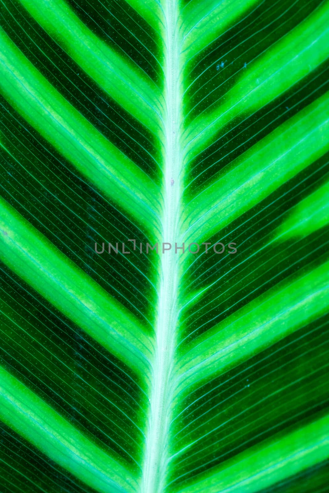 detail of leaf texture,shallow focus