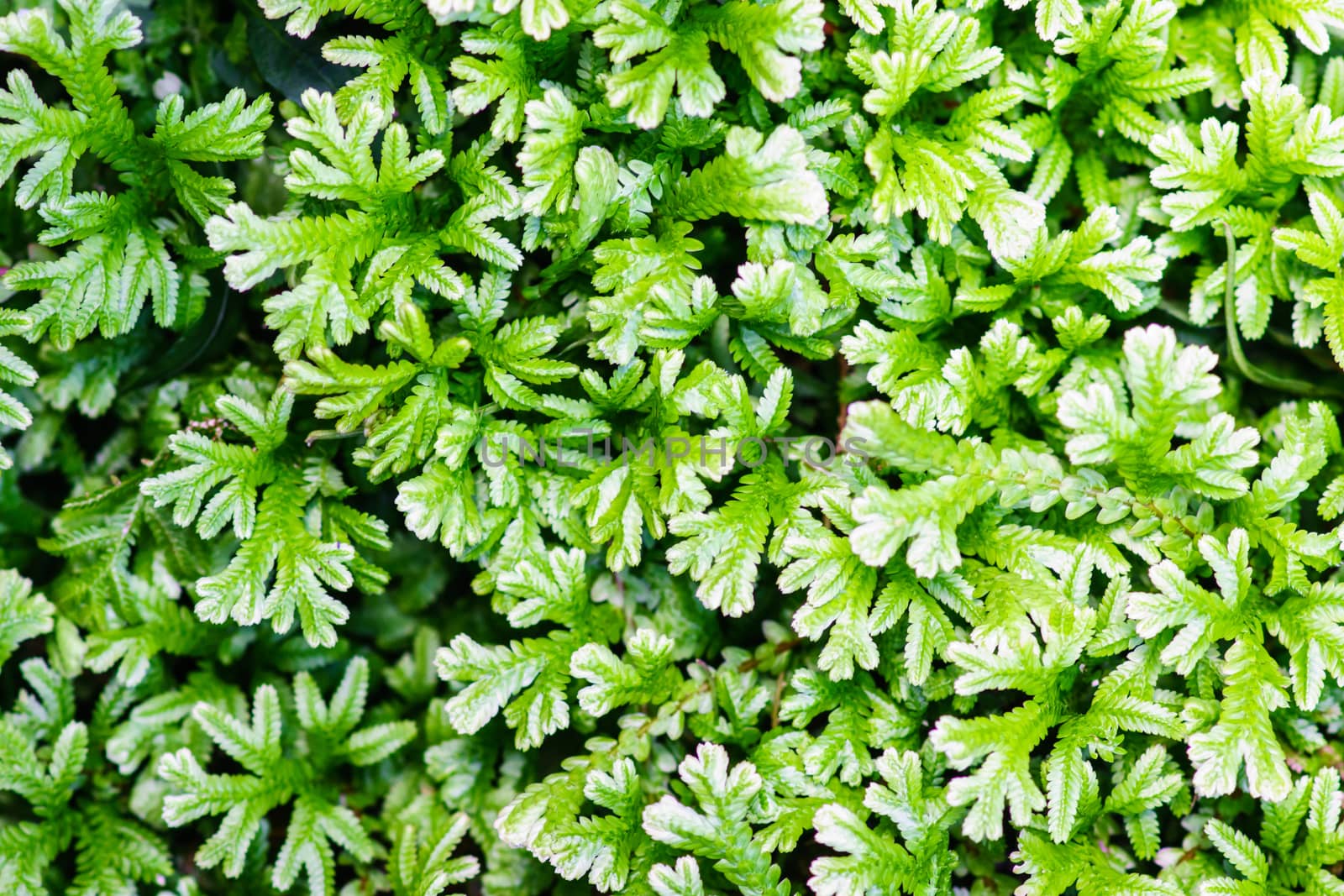 fern branch and leaves in nature scene,shallow focus