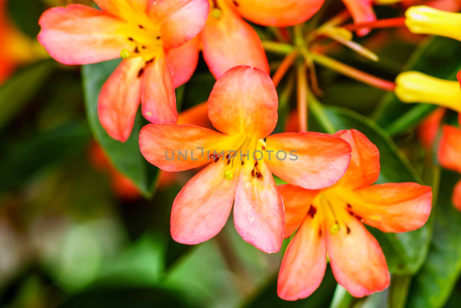 small orange flower,shallow focus