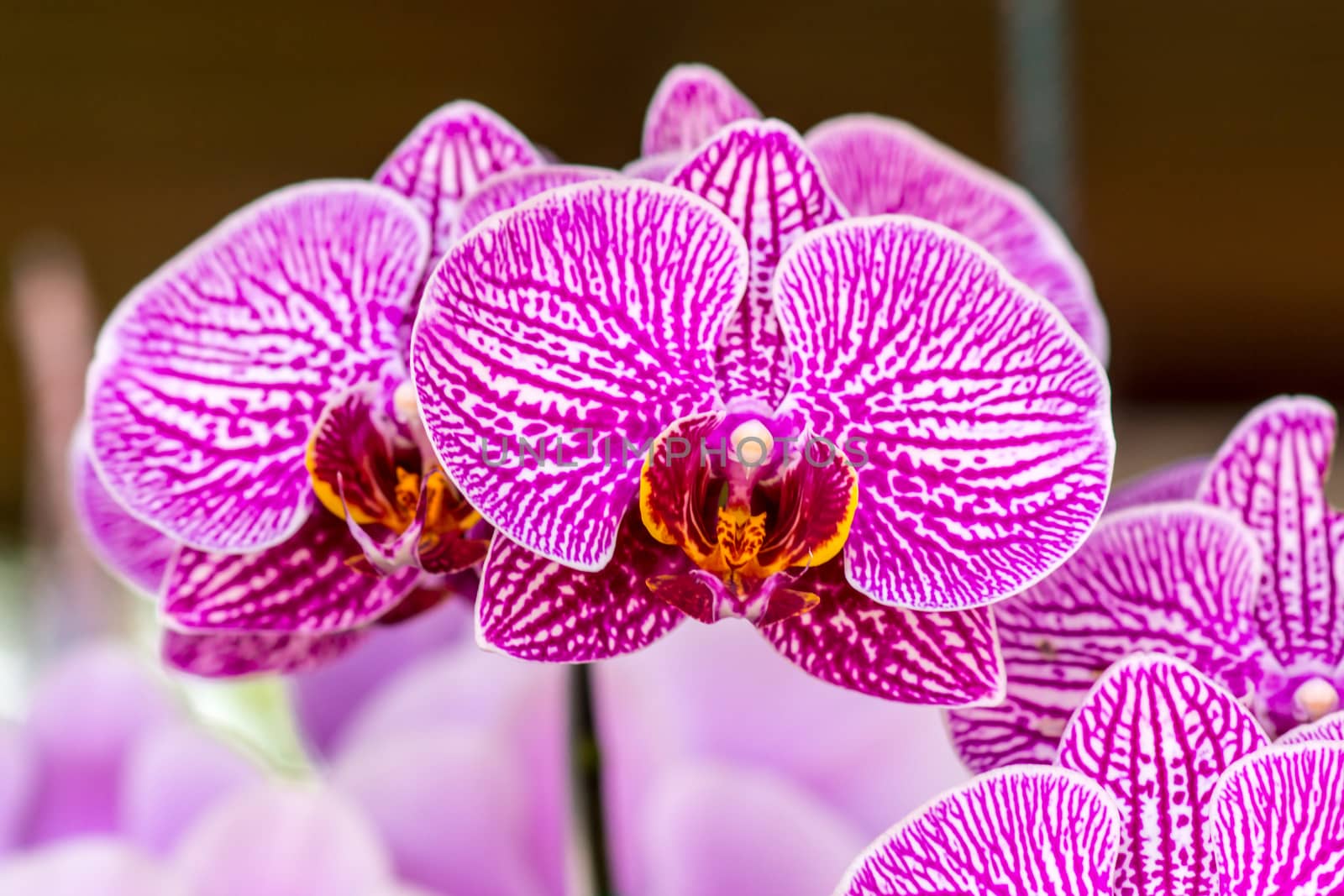 pink orchid flower by nattapatt