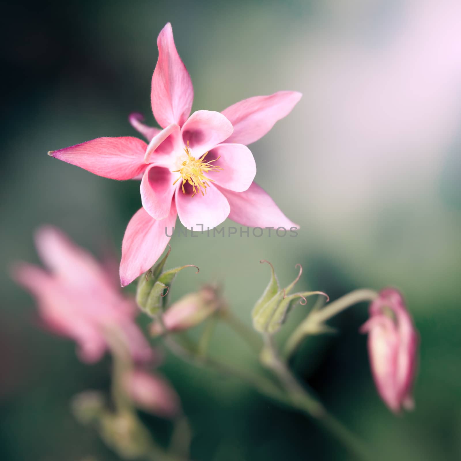 An image of a beautiful pink Aquilegia