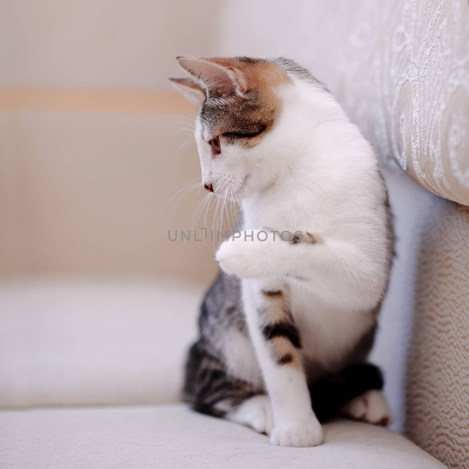 Kitten on a sofa. Striped not purebred kitten. Small predator. Small cat.