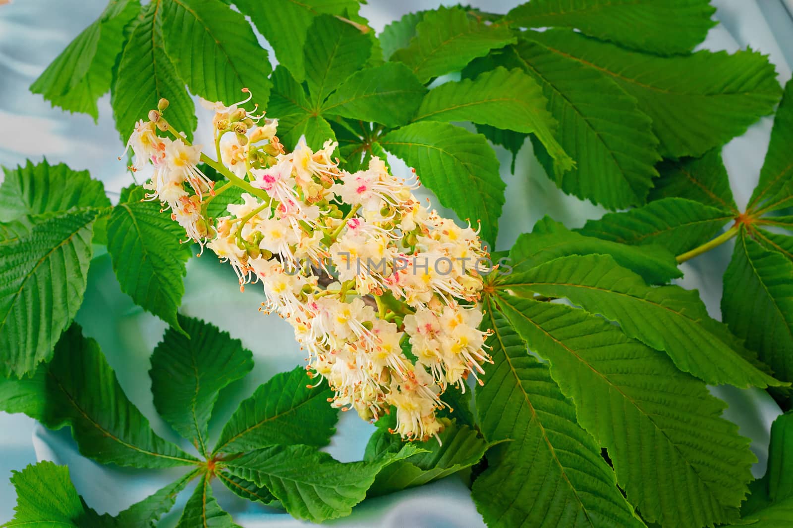 Beautiful flower of a chestnut with young green leaves on a blue background