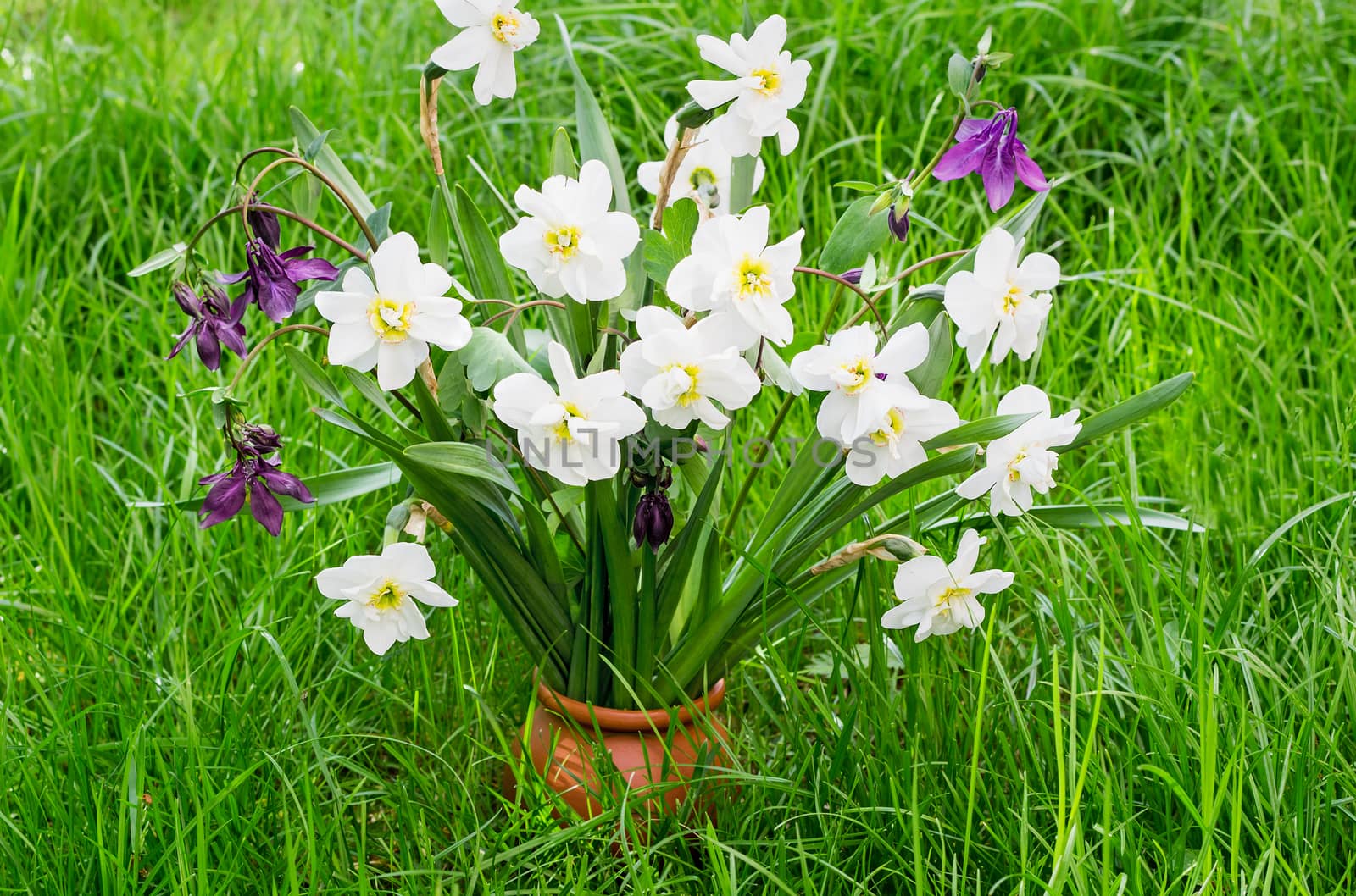 Beautiful big flowers of narcissuses in a vase against a green grass in a garden