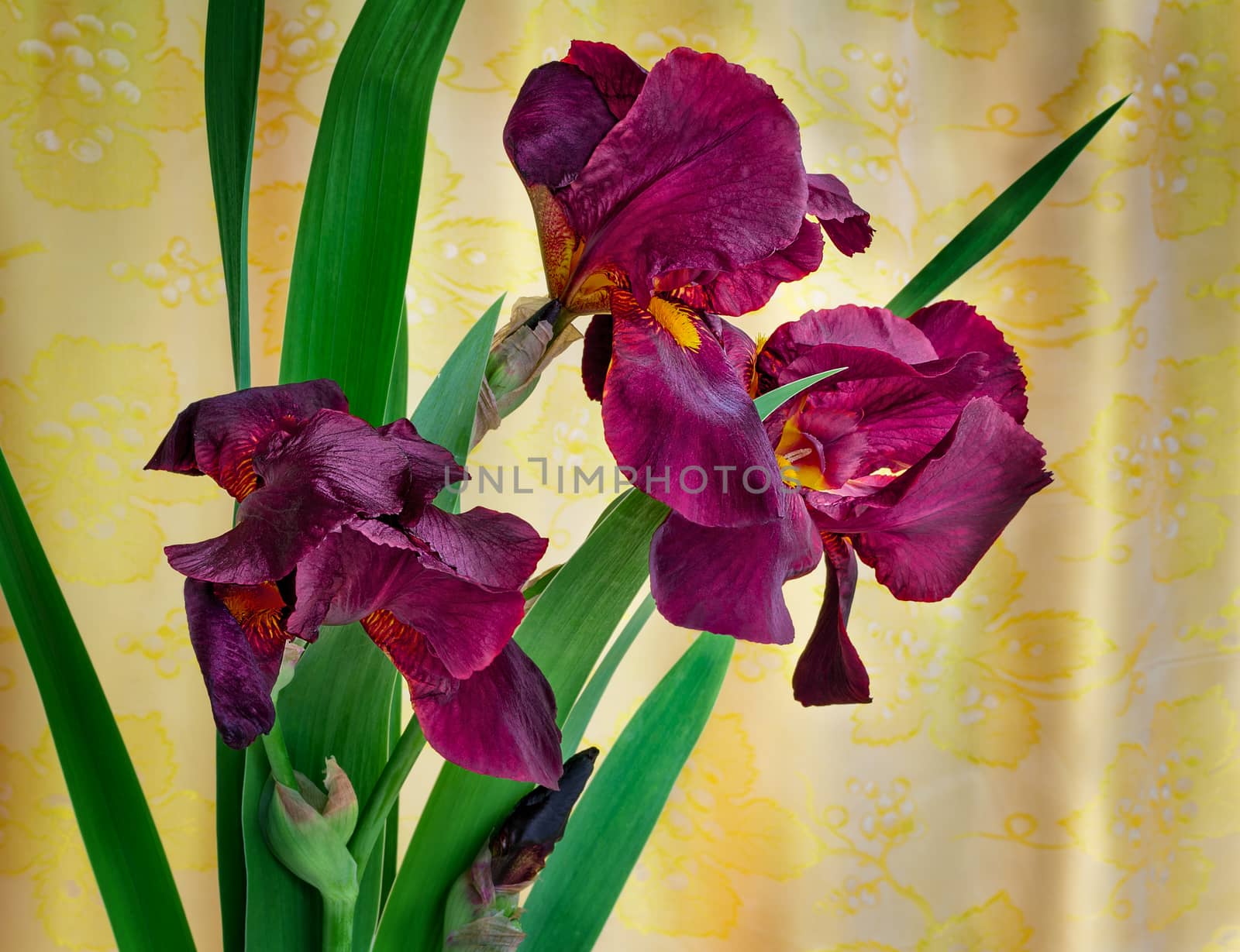 Bouquet from three beautiful irises of claret color against the yellow draped silk.