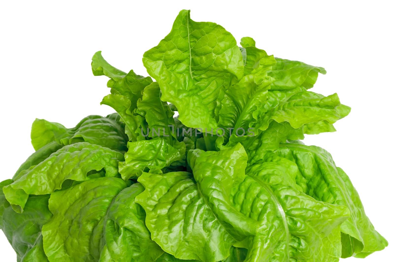 Young bright green lettuce leaves on a white background.
