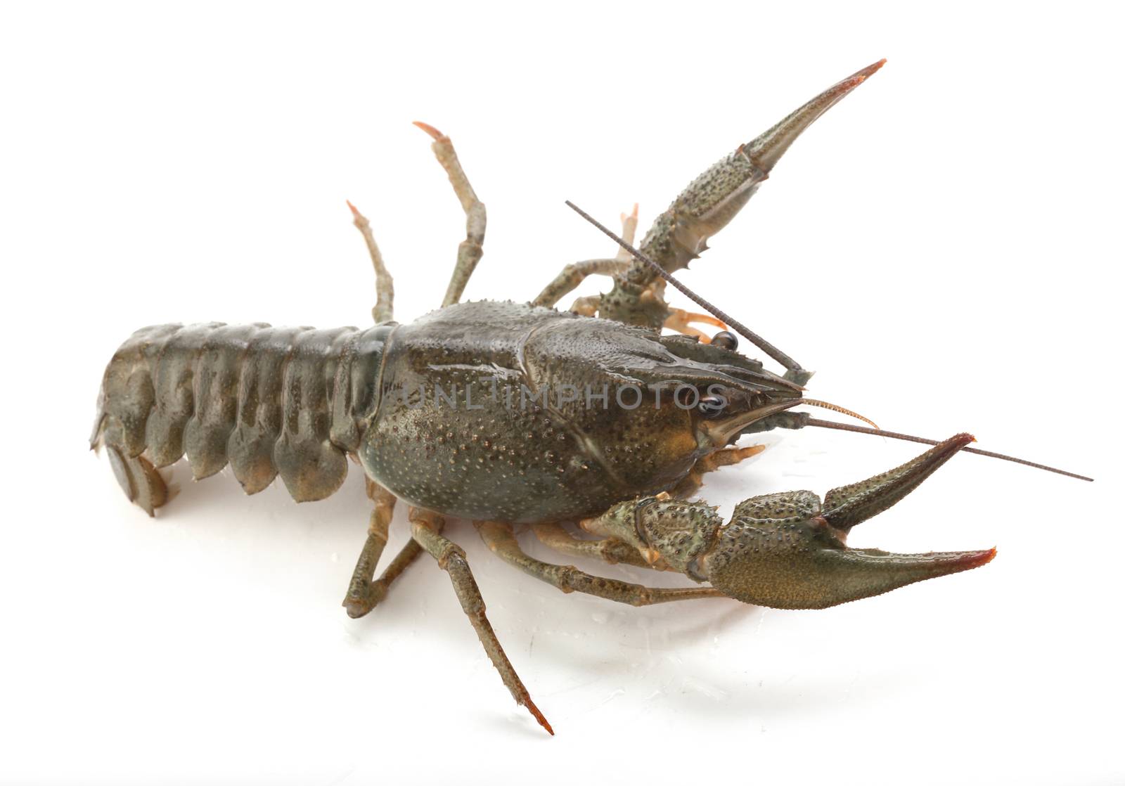 Alive isolated crawfish on the white background