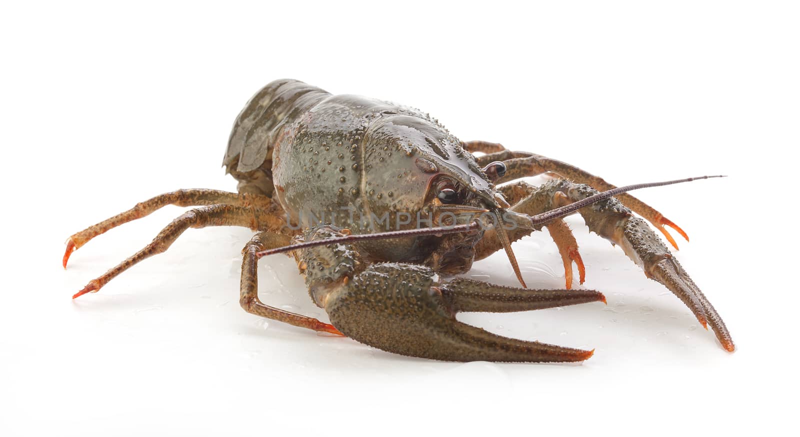 Alive isolated crawfish on the white background