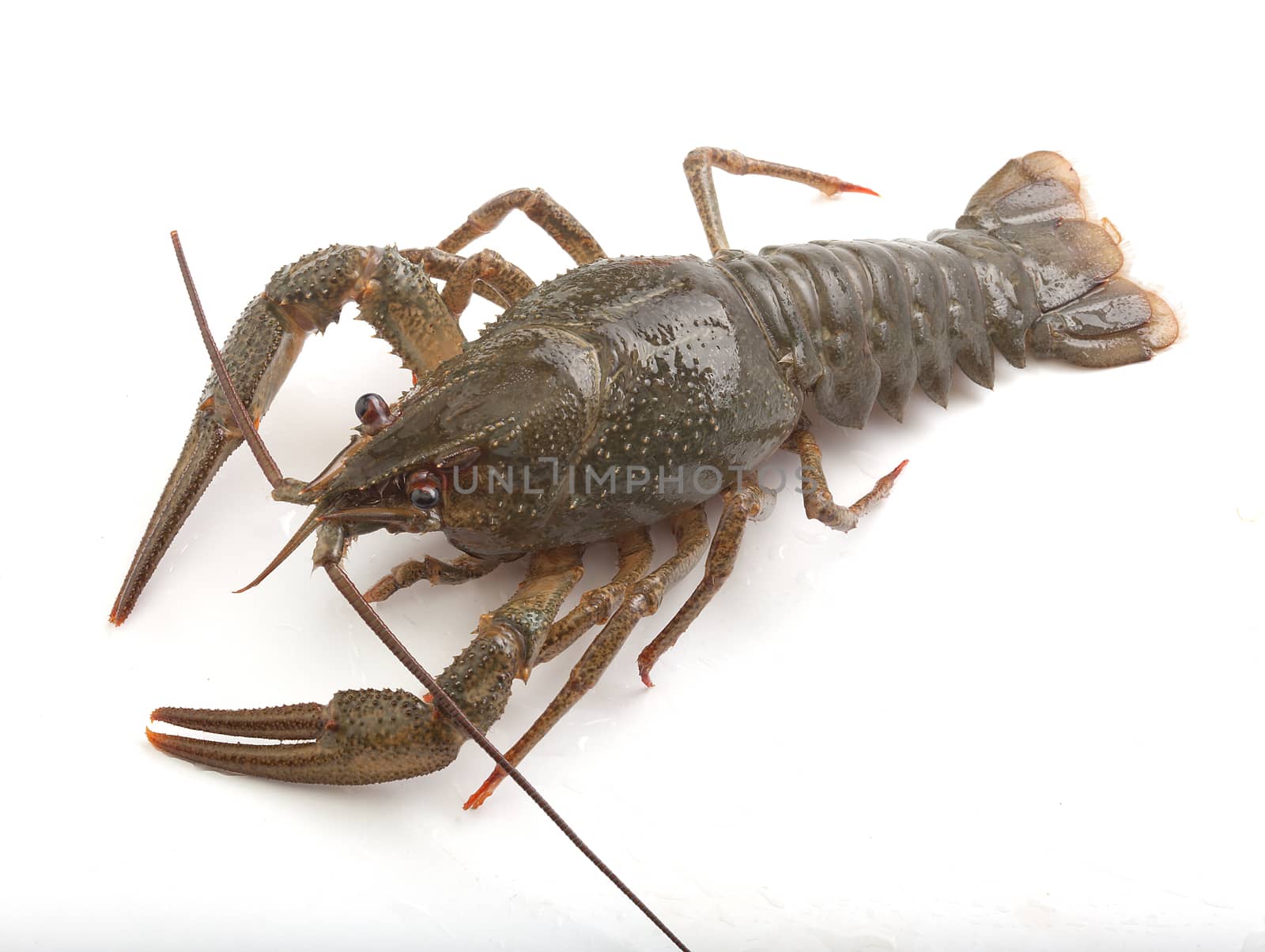 Alive isolated crawfish on the white background