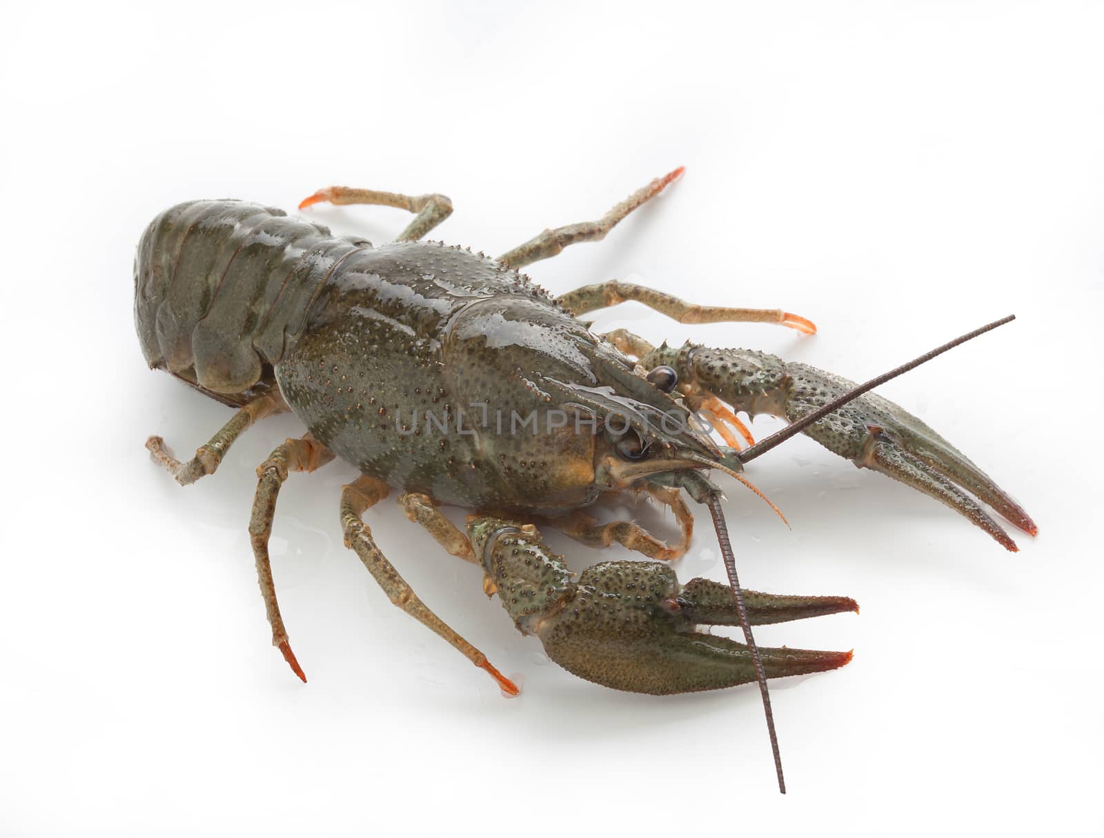 Alive isolated crawfish on the white background