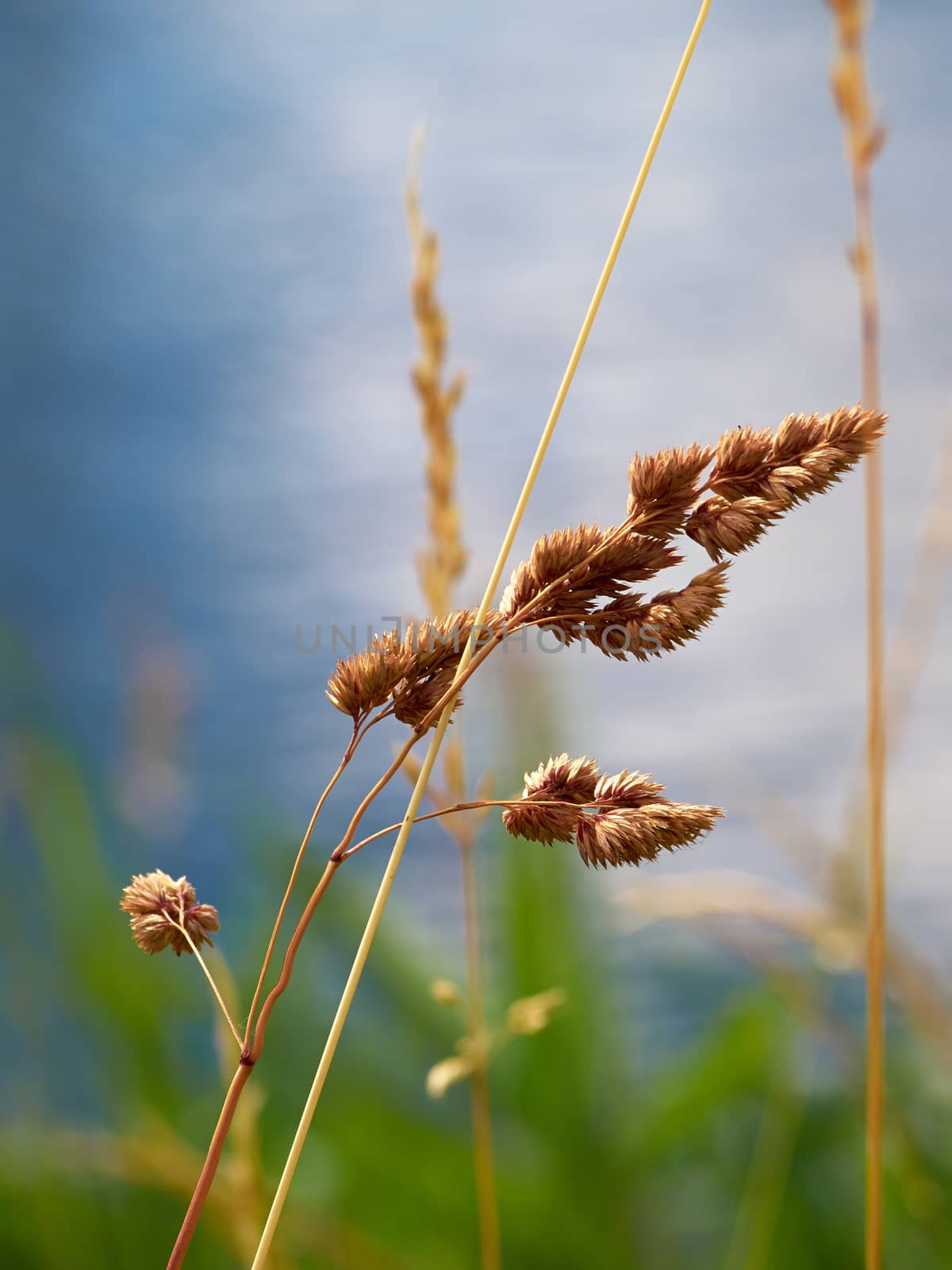 Dry grass with field and sky in the background summer image 