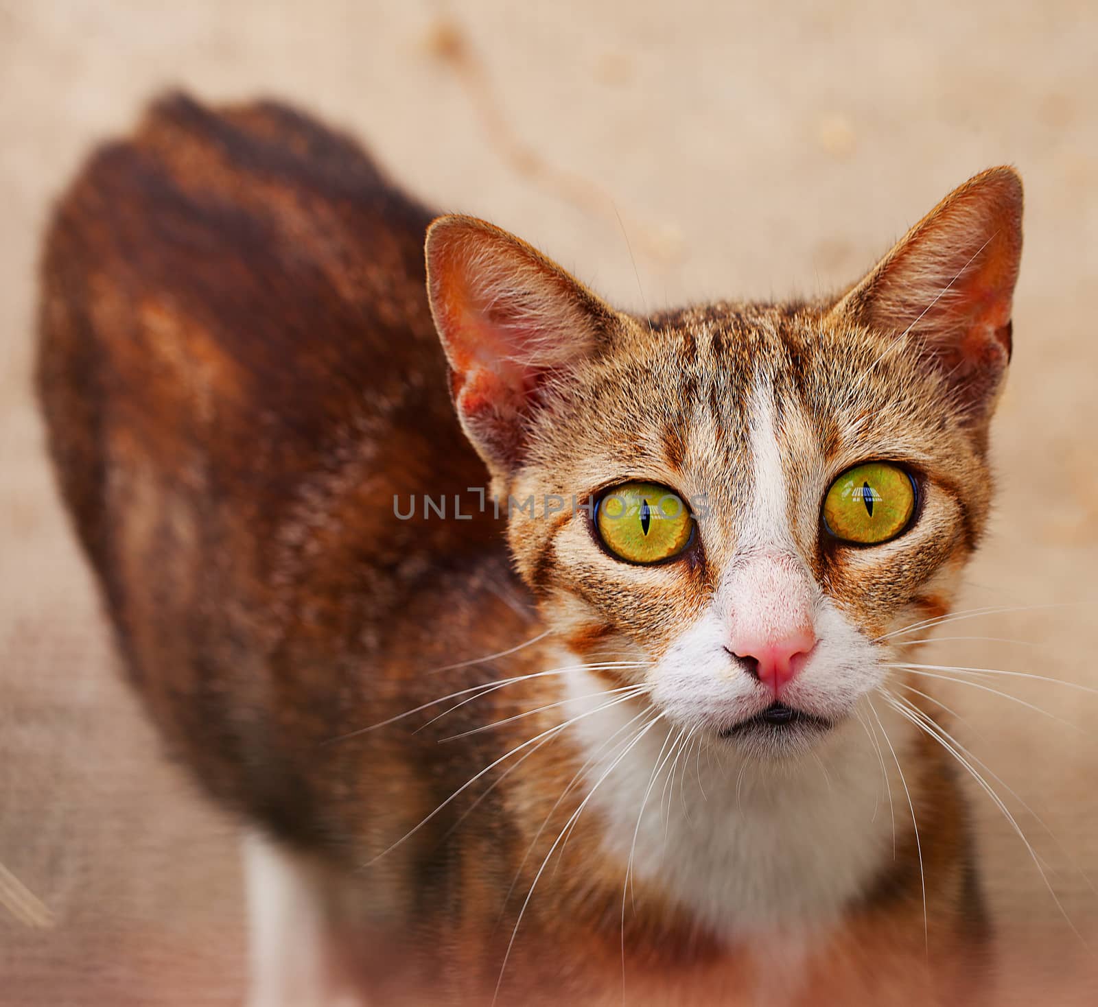 Surprised cat, close up of face, focus on the eyes