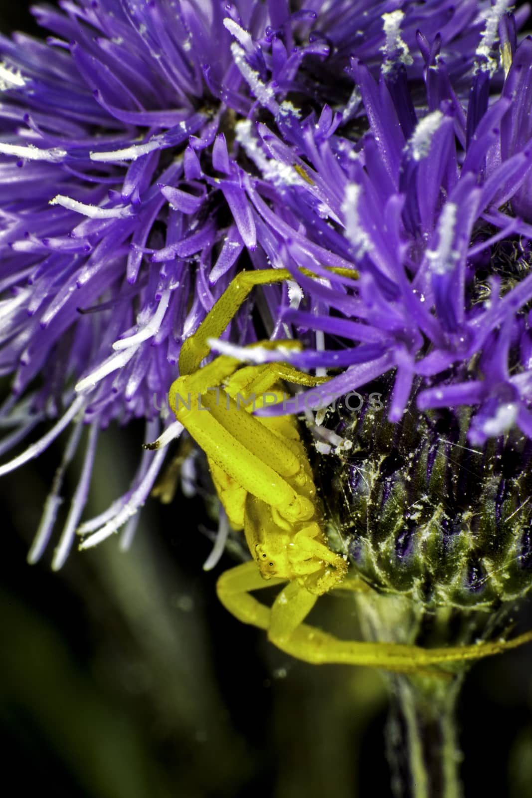 Flower Crab Spider by thomas_males