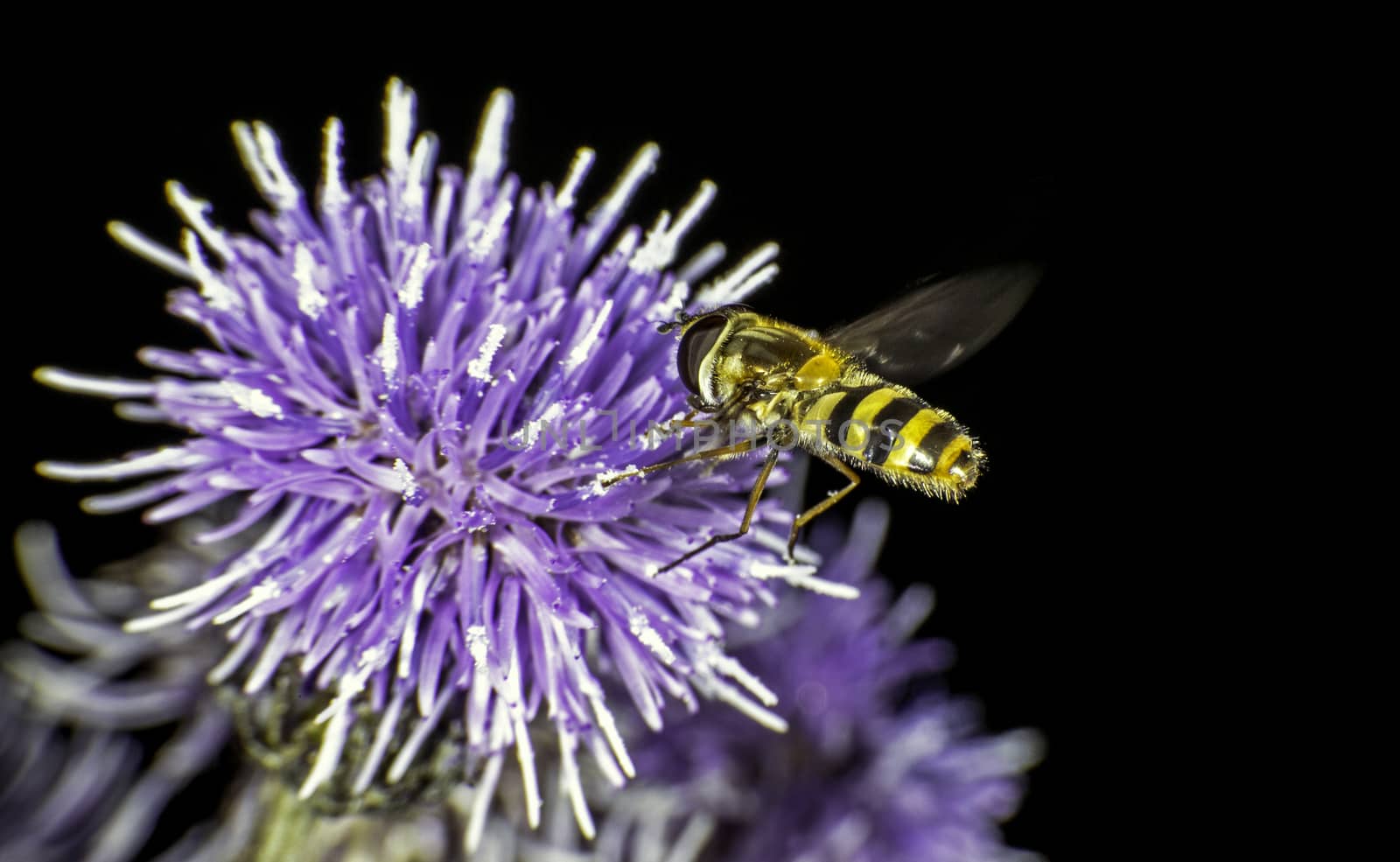 Hoverfly by thomas_males