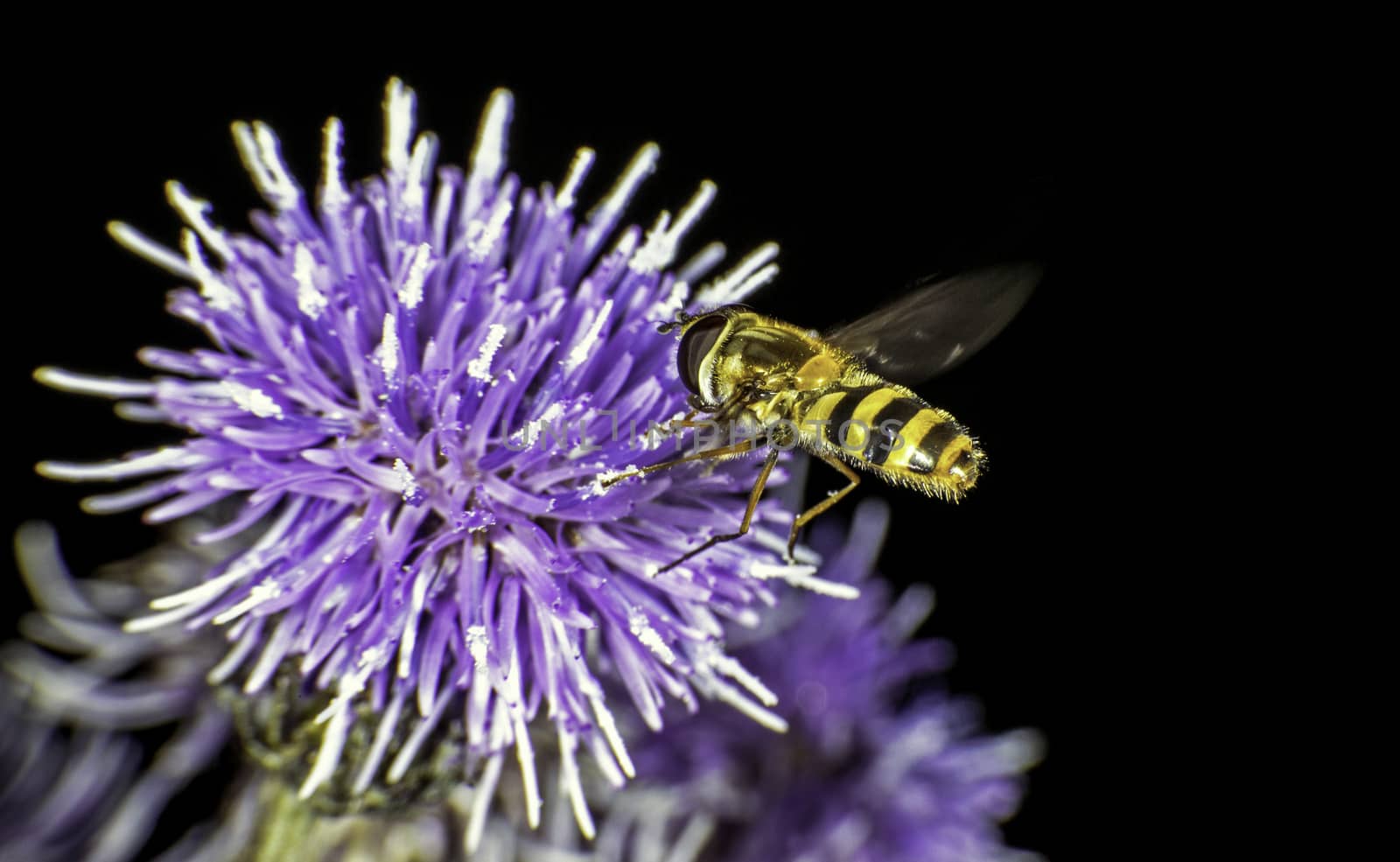 Hoverfly Hovering