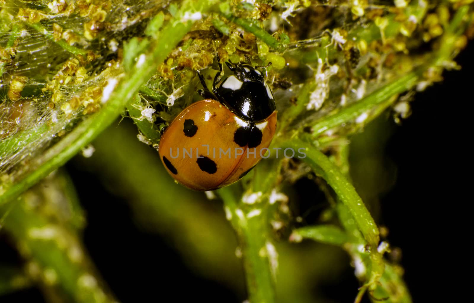 Ladybug eating plant lice