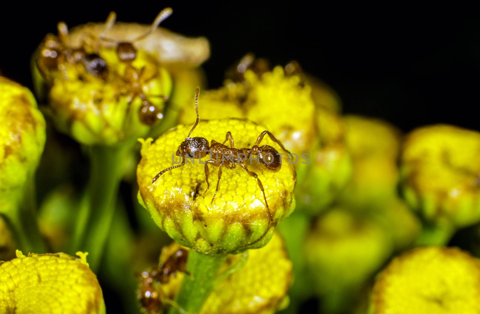 Ants patrolling on a flower