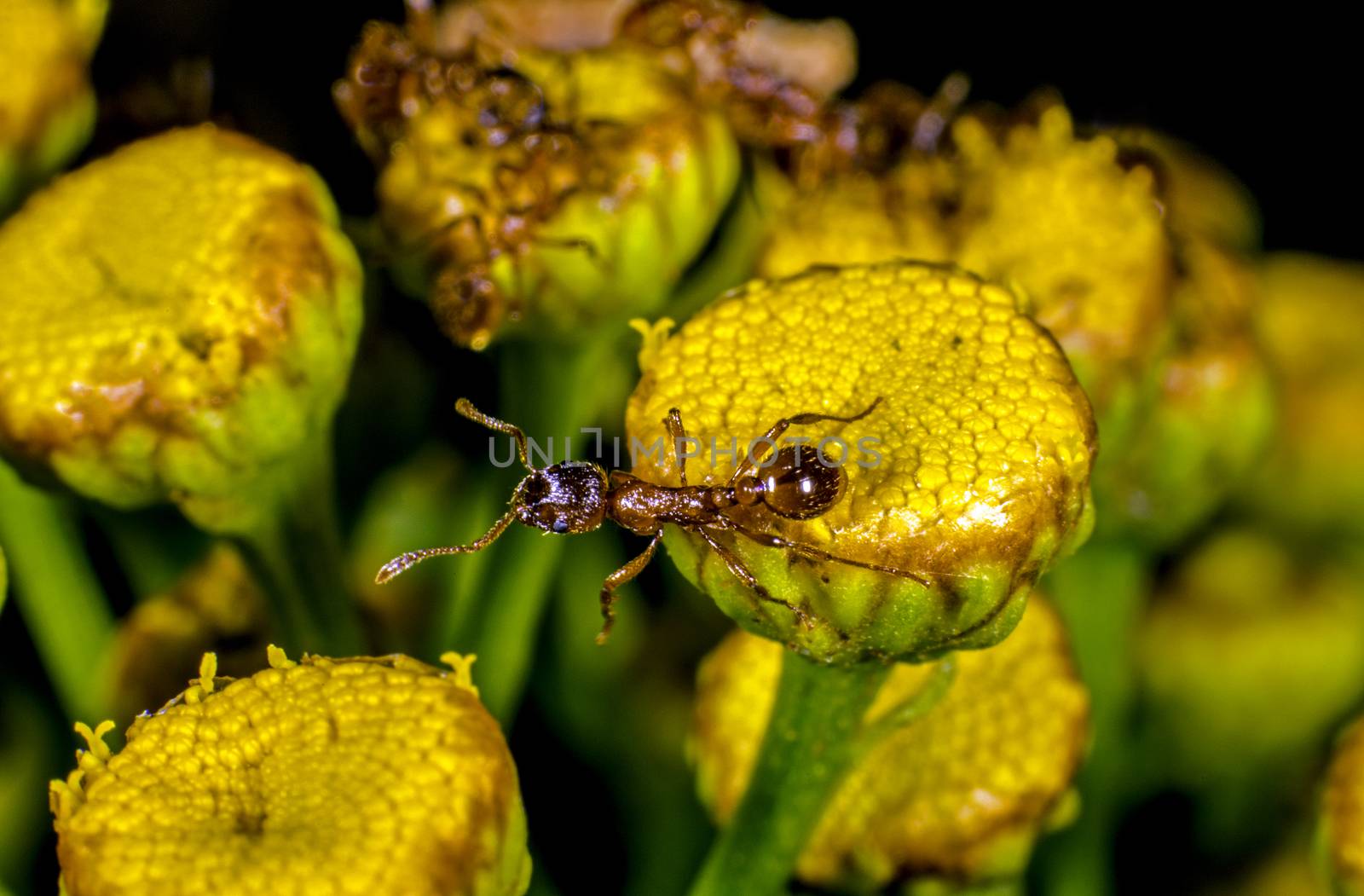Ants patrolling a flower