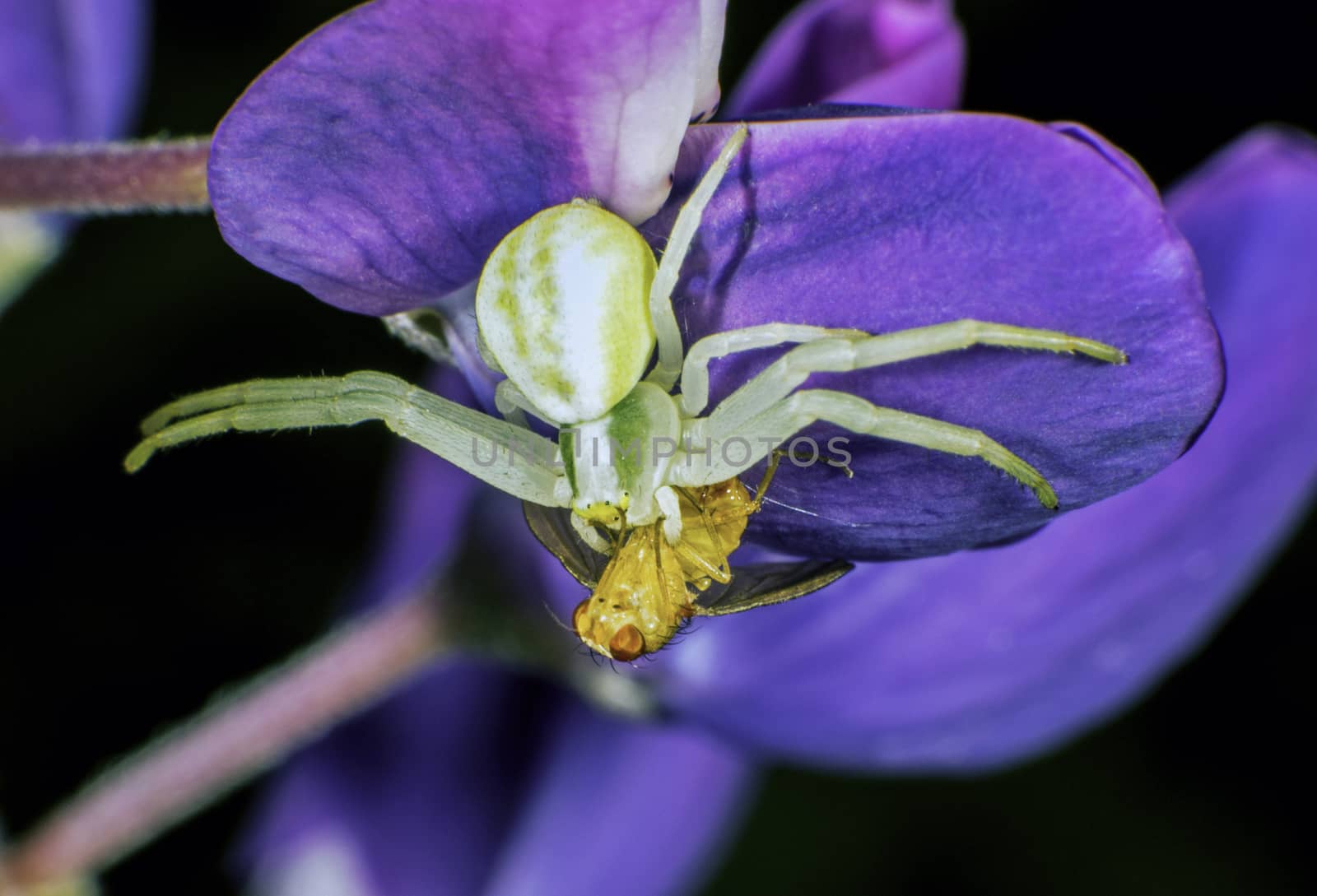 Flower crab spider with prey