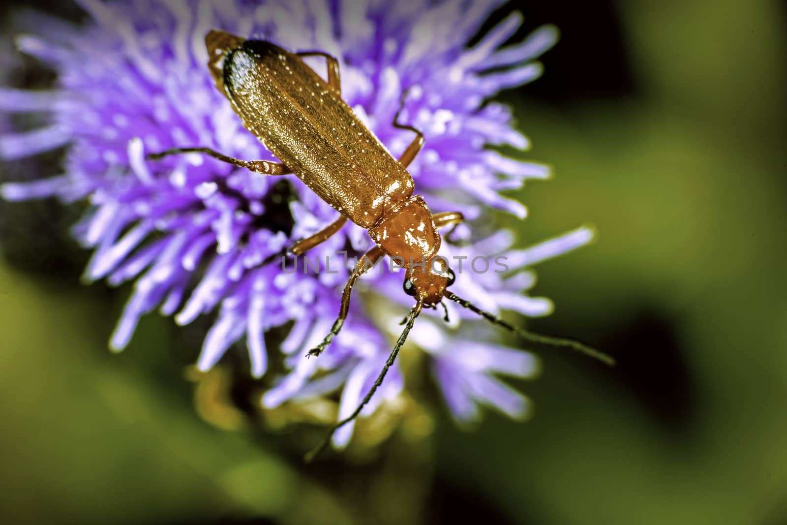 comon red soldier beetle on a flower