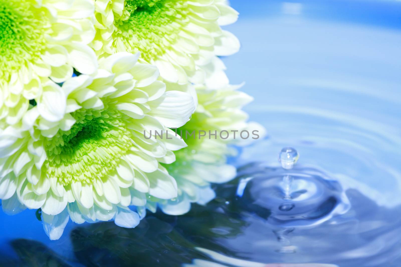 Romance concept. Yellow daisy flowers on water surface with free space for text
