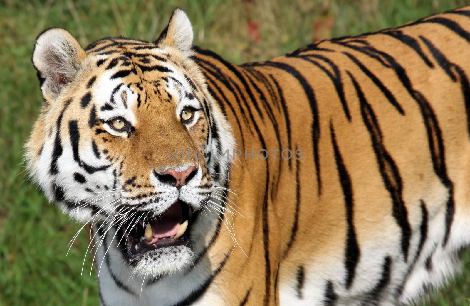 sibirischer Tiger by pixel