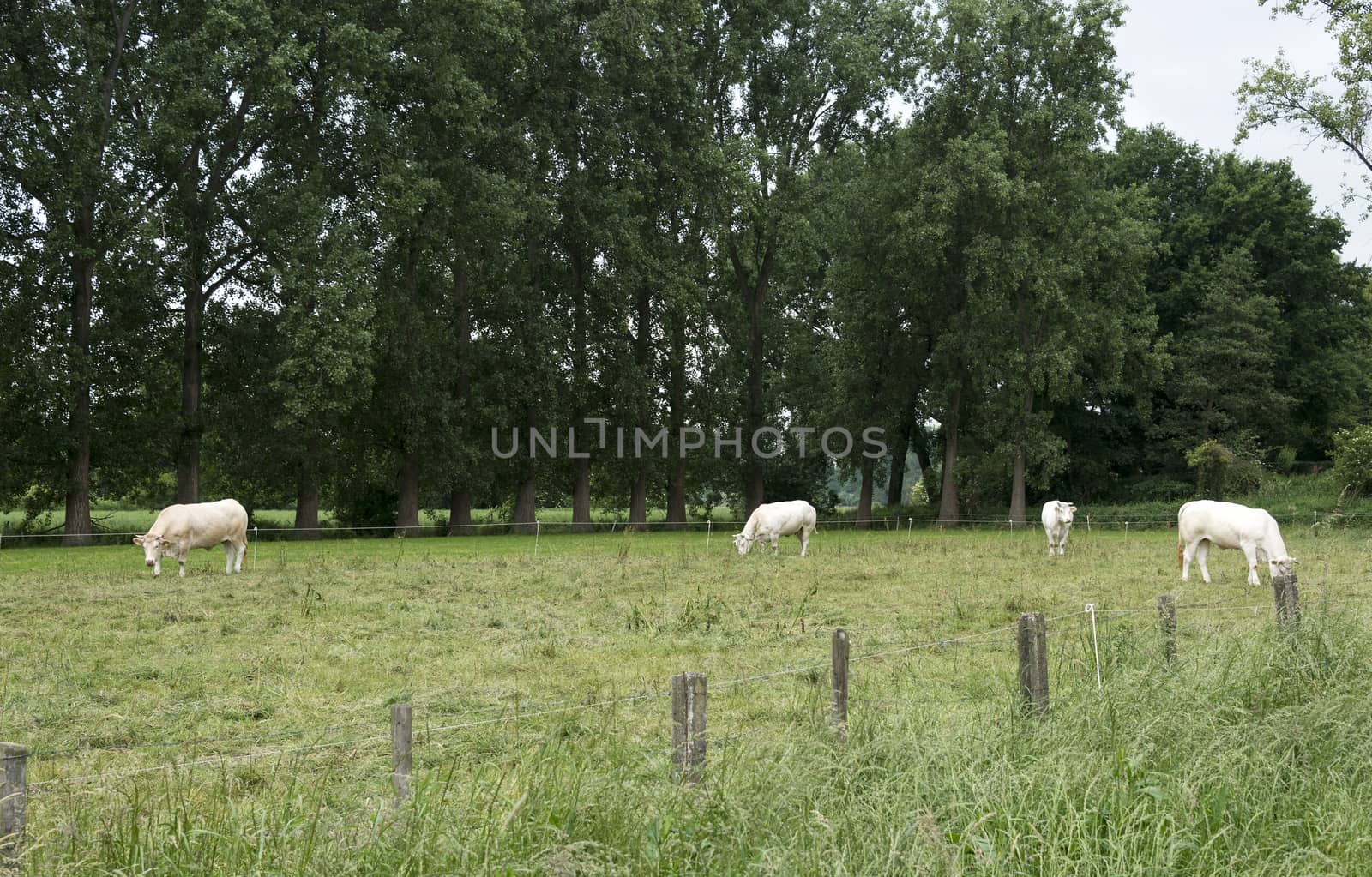 white cows grazing green grass in dutch nature