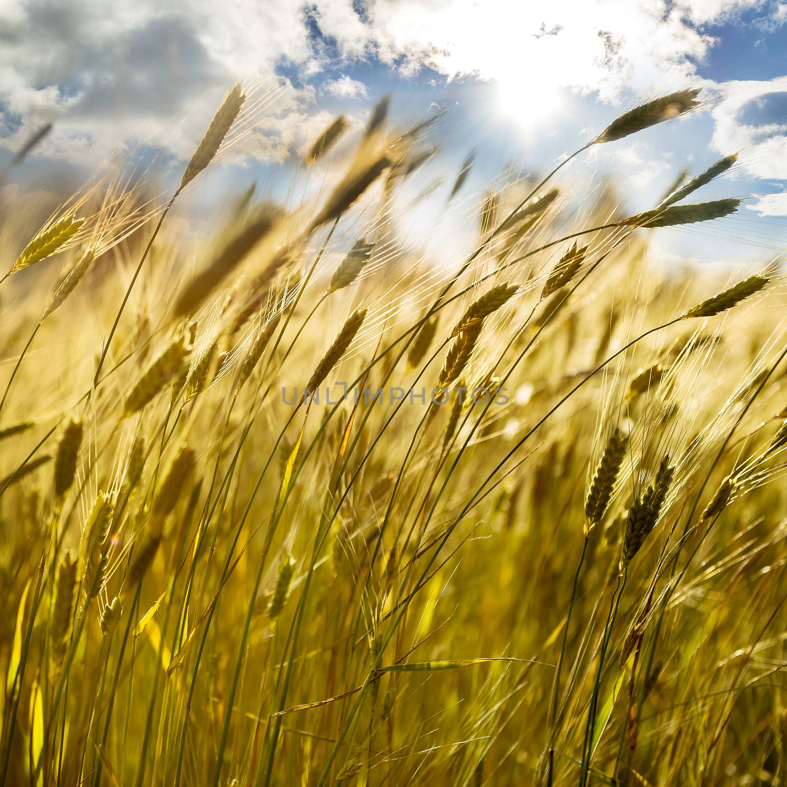 Wheat field  by ventdusud