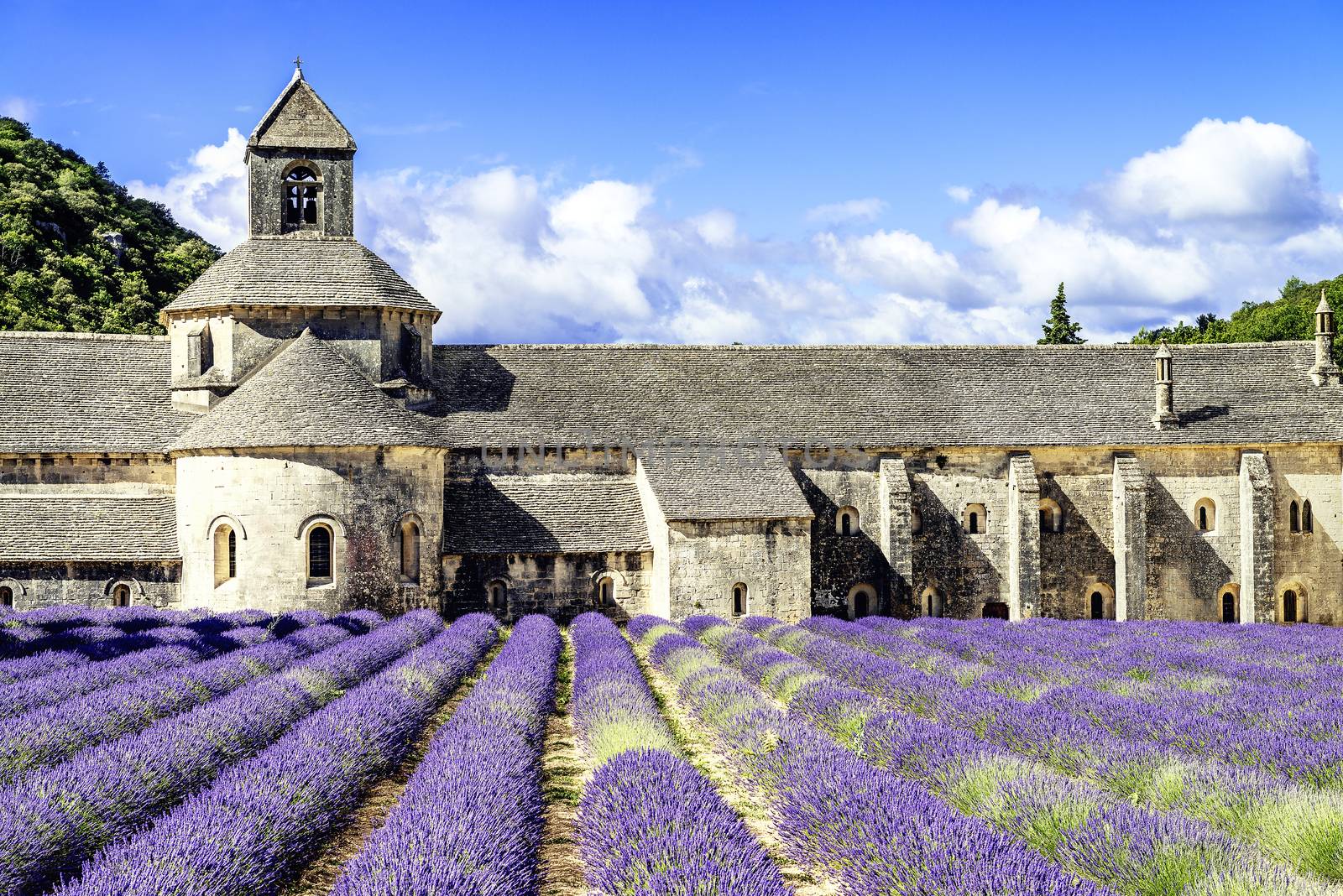 Abbey of Senanque and blooming rows lavender flowers. Gordes, Luberon, Vaucluse, Provence, France. 