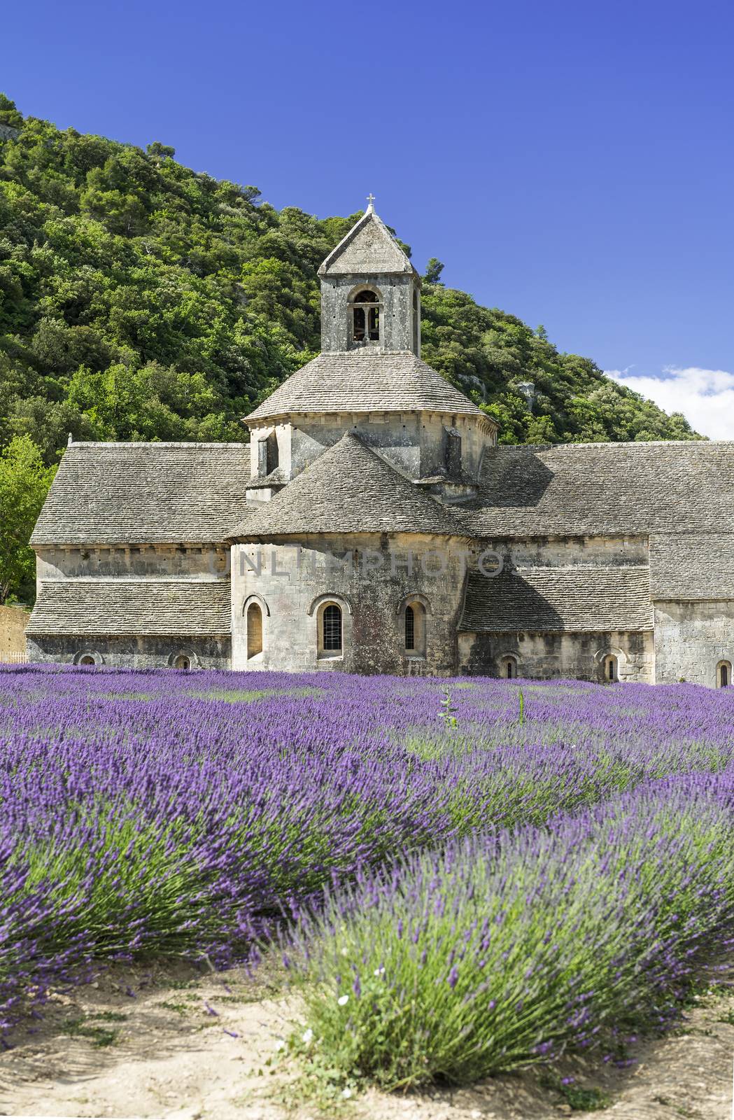 Abbey of Senanque and blooming rows lavender flowers. Gordes, Luberon, Vaucluse, Provence, France. 