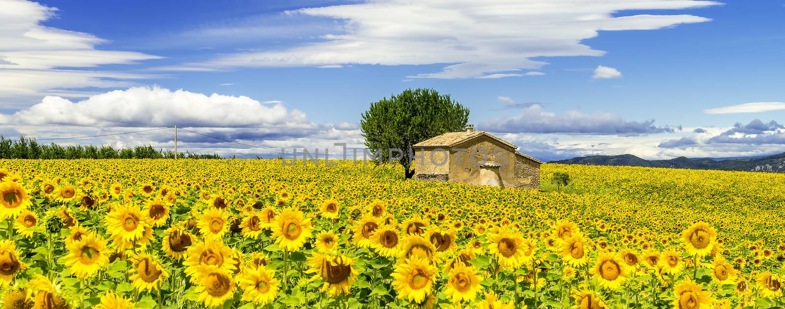 Beautiful landscape with sunflower field over cloudy blue sky and bright sun lights 