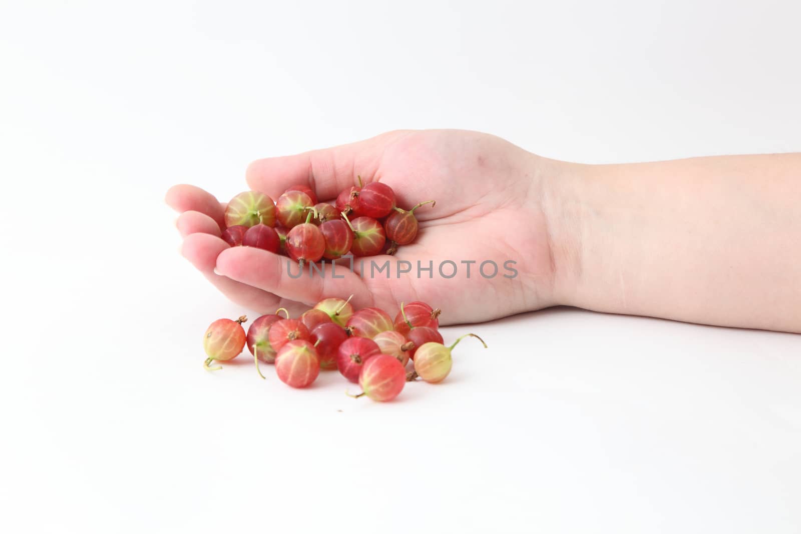 Gooseberry in hand isolated on white background