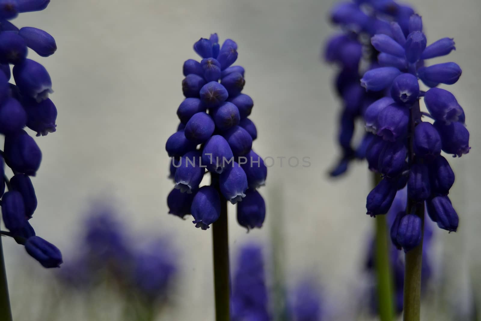 purple hyacinth grape by ncuisinier